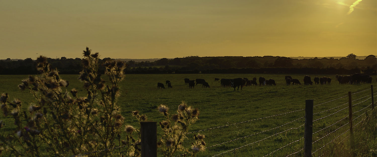 Rew Farm Country to Rew Farm in Seend Cleeve